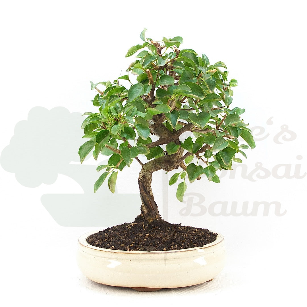 Steinweichsel 'Prunus mahaleb'